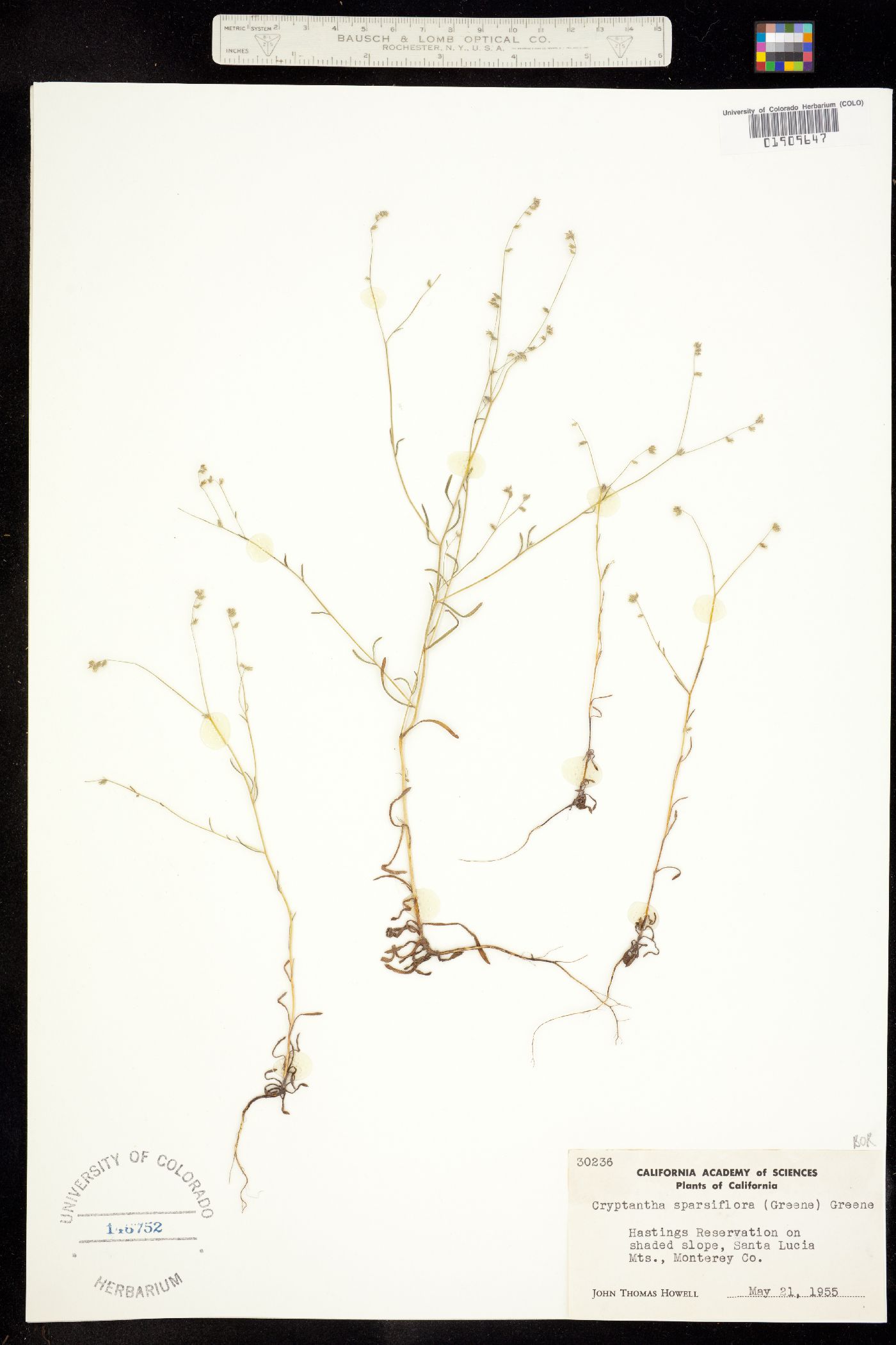 Cryptantha sparsiflora image