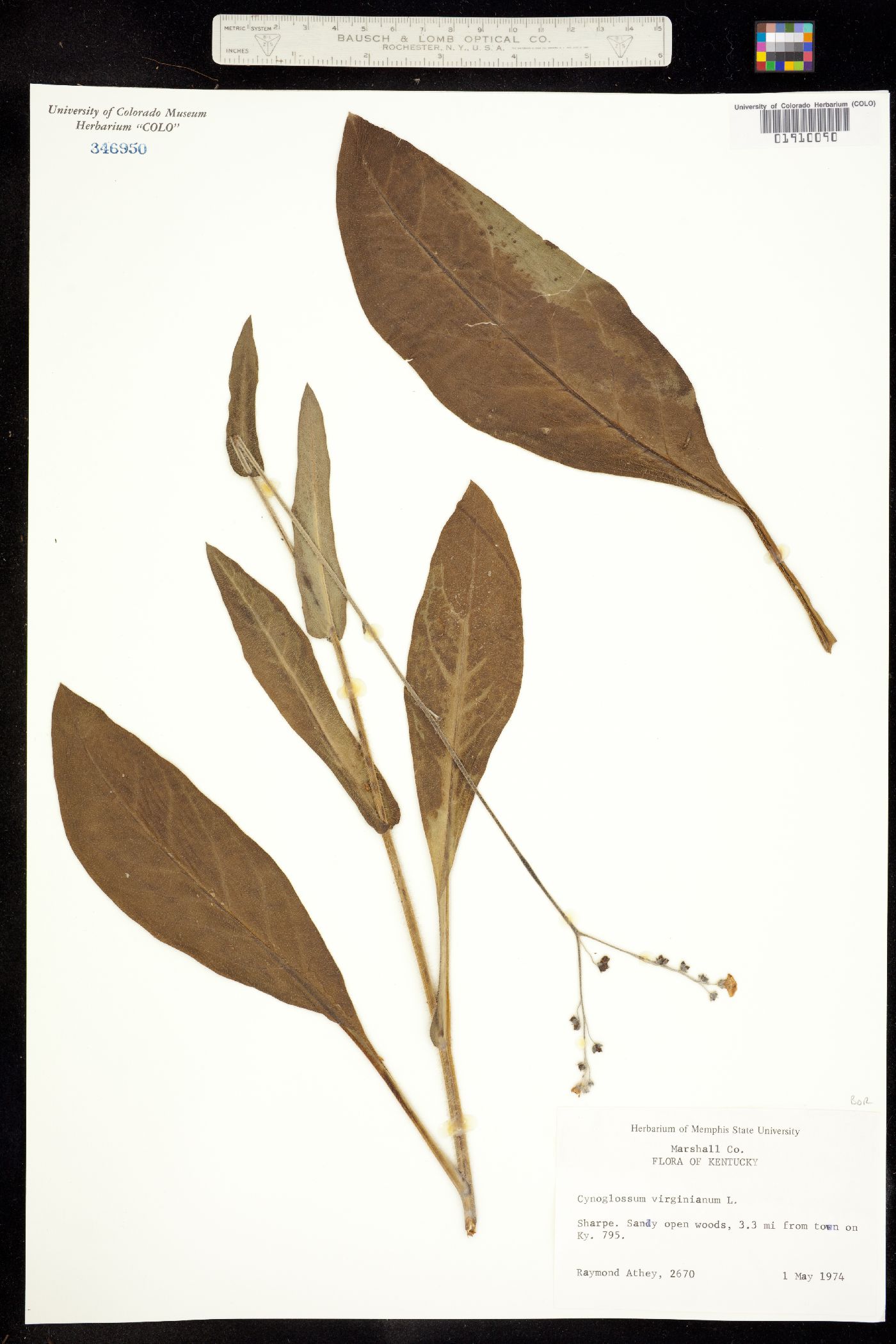 Cynoglossum image