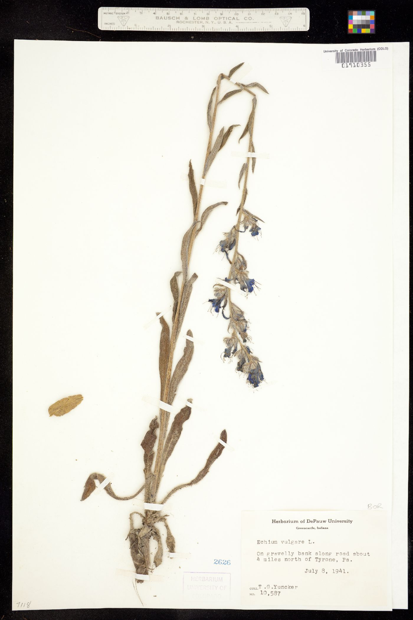 Echium vulgare image