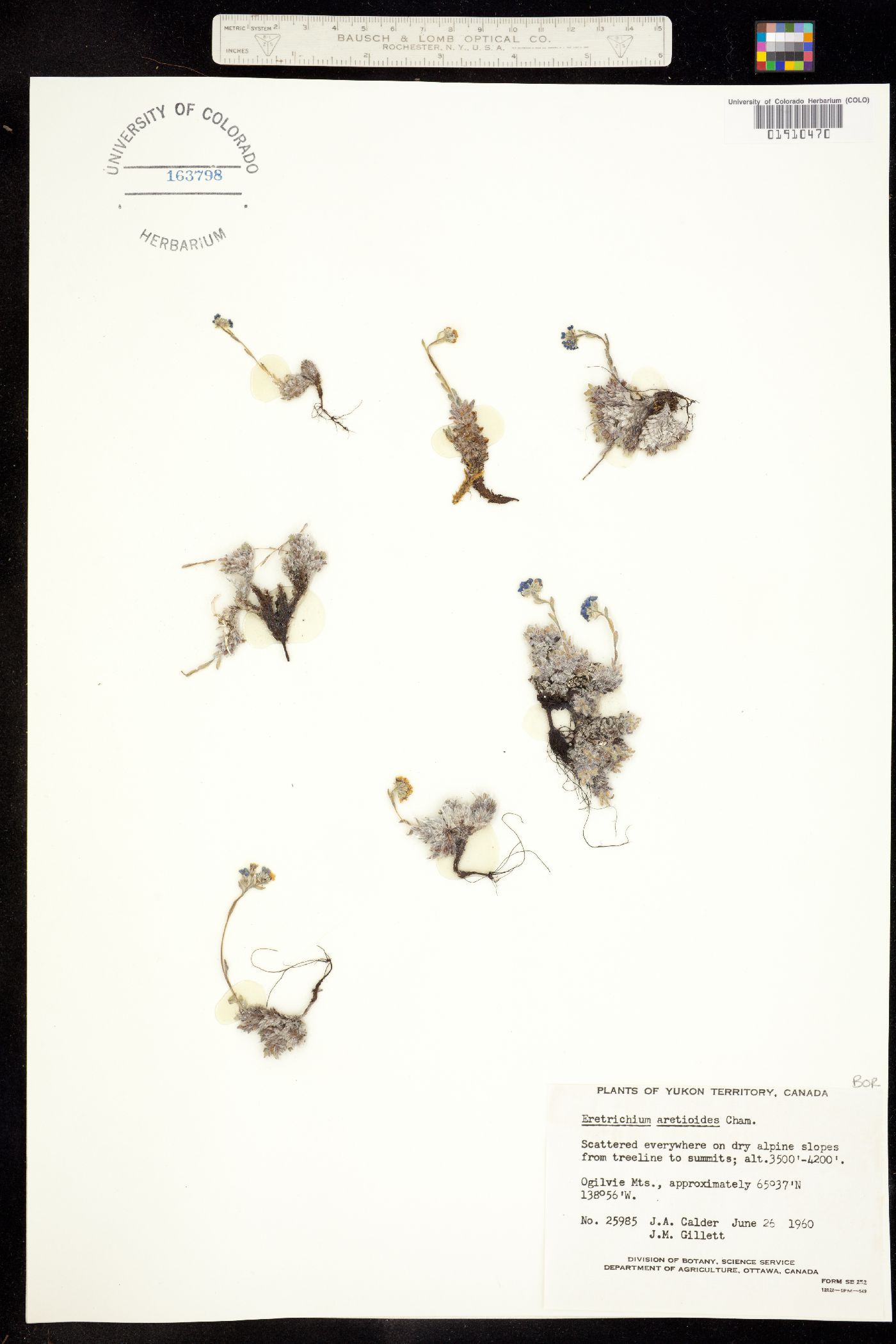 Eritrichium nanum var. aretioides image