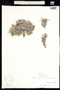 Eritrichium howardii image