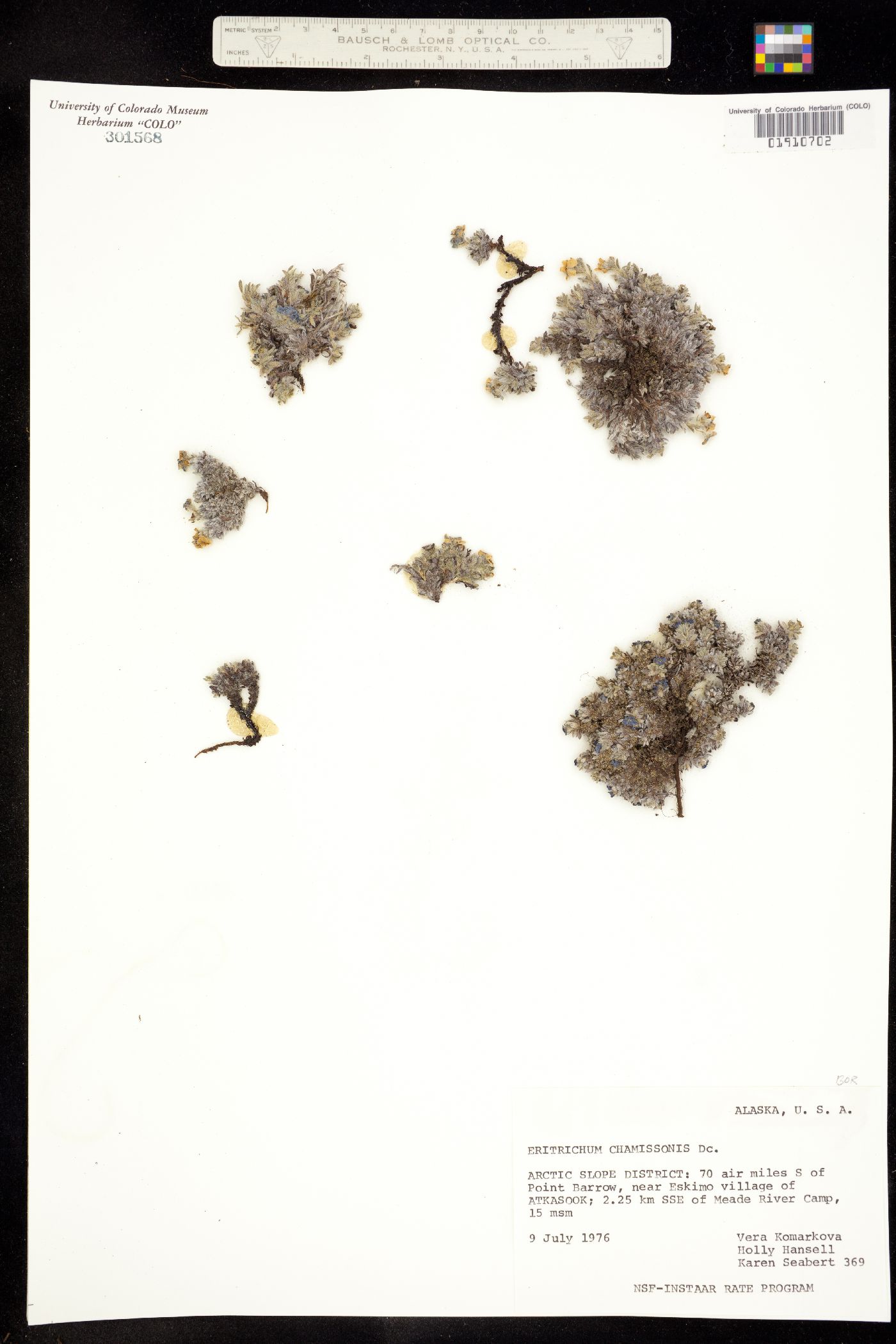 Eritrichium chamissonis image