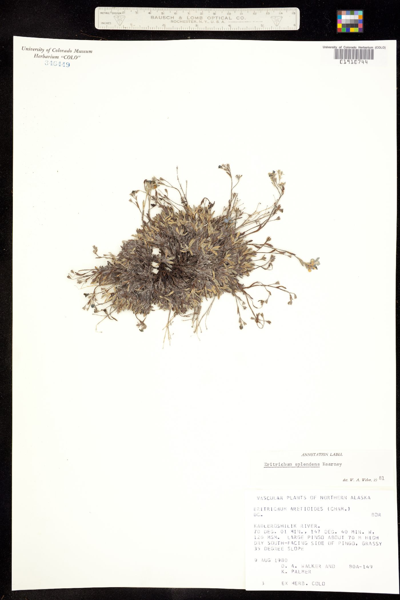 Eritrichium splendens image