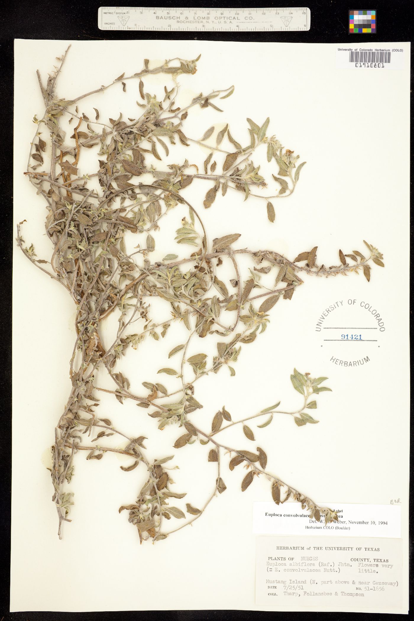 Euploca convolvulacea image