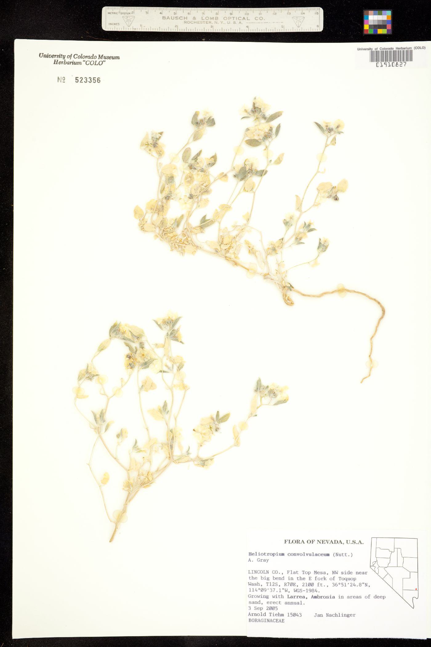 Euploca image