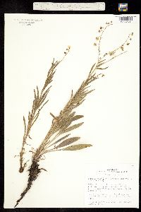 Image of Hackelia arida