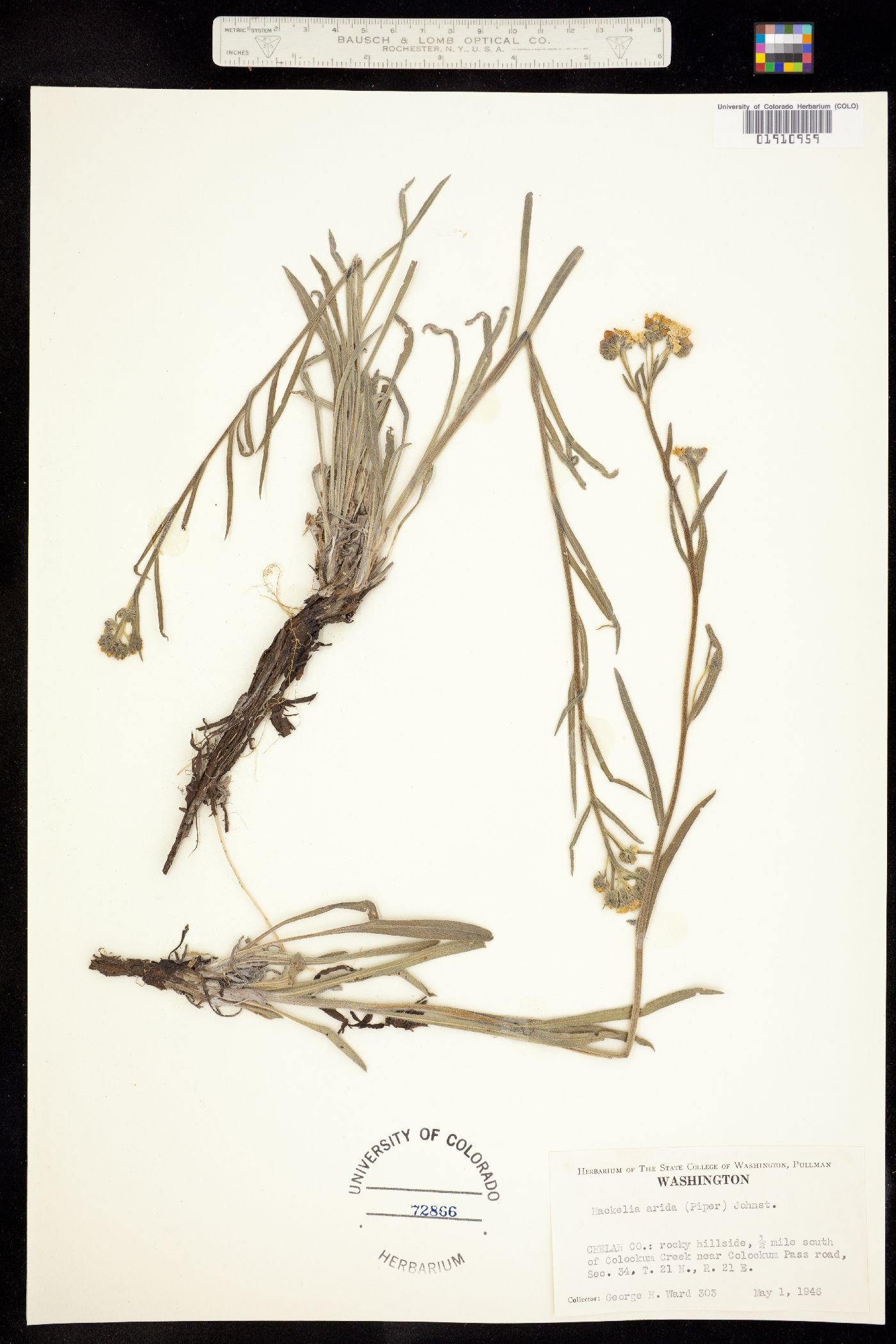 Hackelia diffusa var. arida image