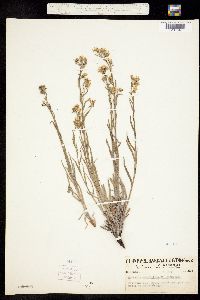Hackelia arida image