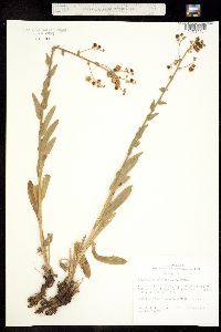 Image of Hackelia amethystina
