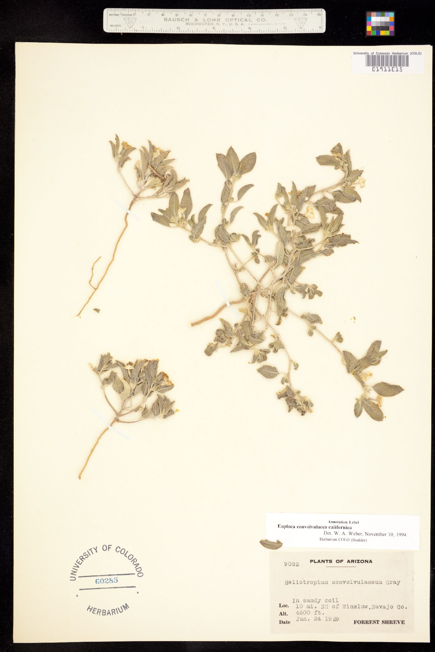 Euploca convolvulacea ssp. californica image