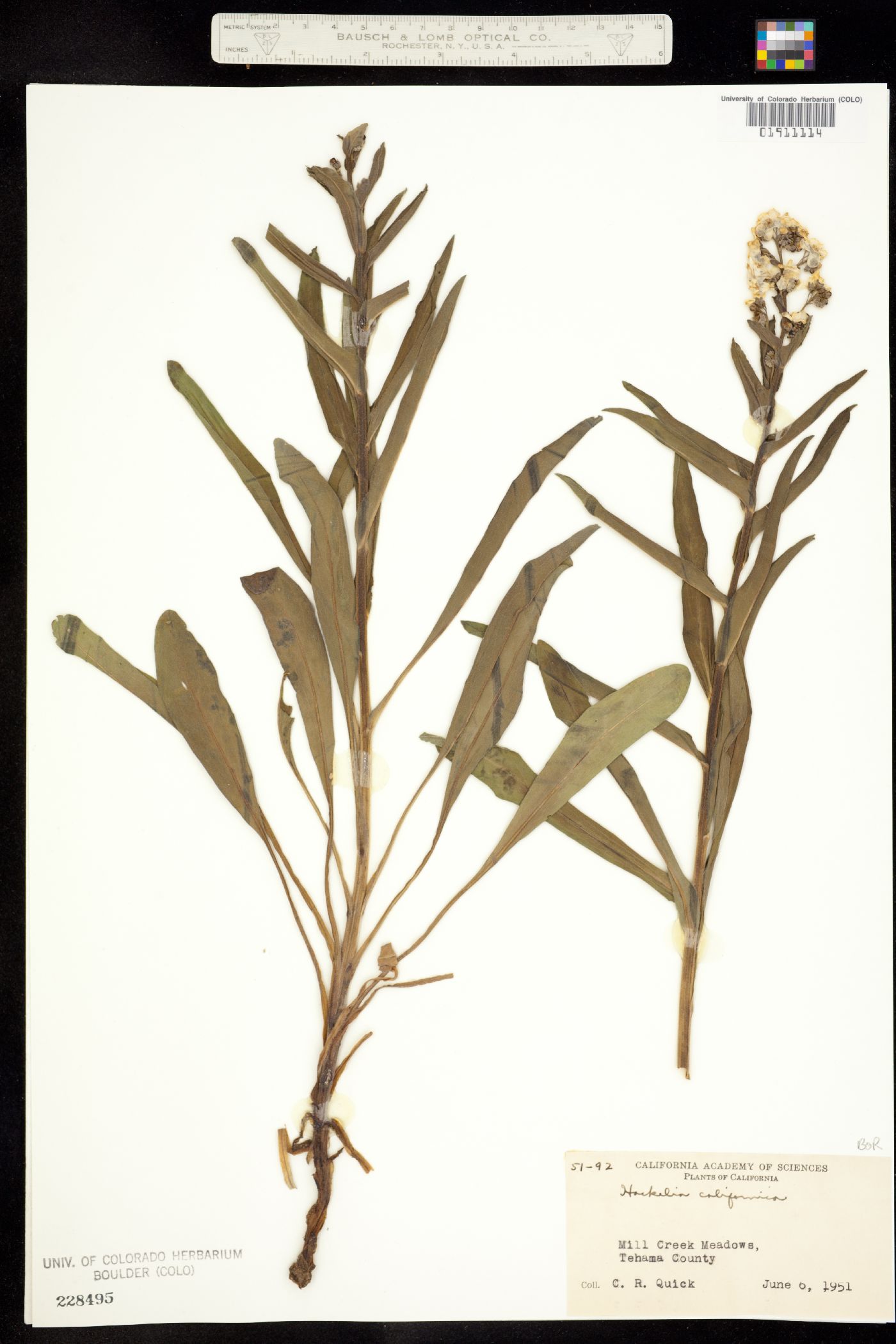 Hackelia californica image