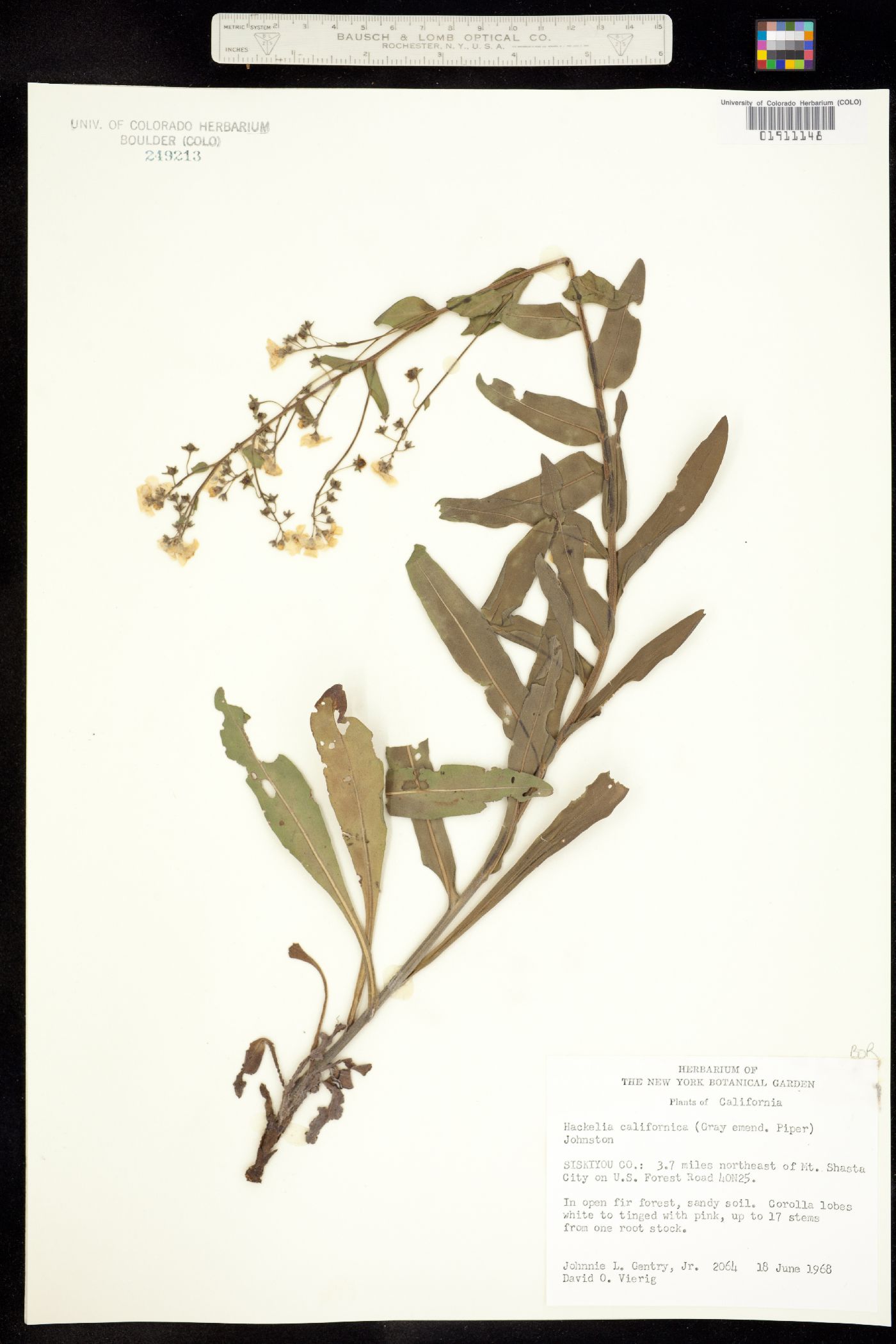 Hackelia californica image
