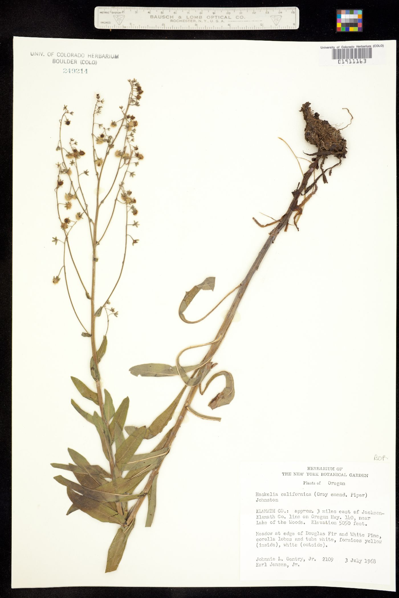 Hackelia californica image