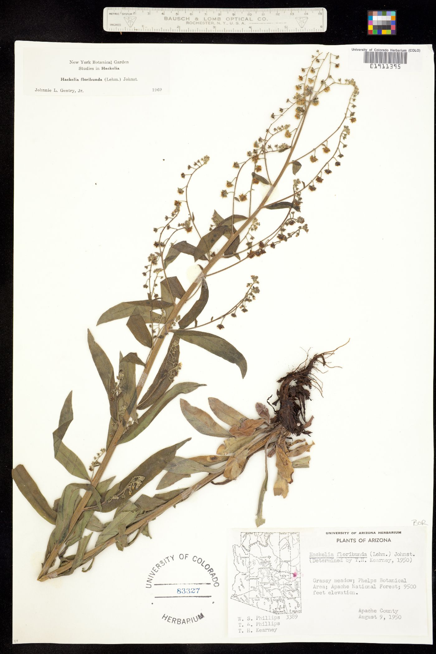 Hackelia floribunda image