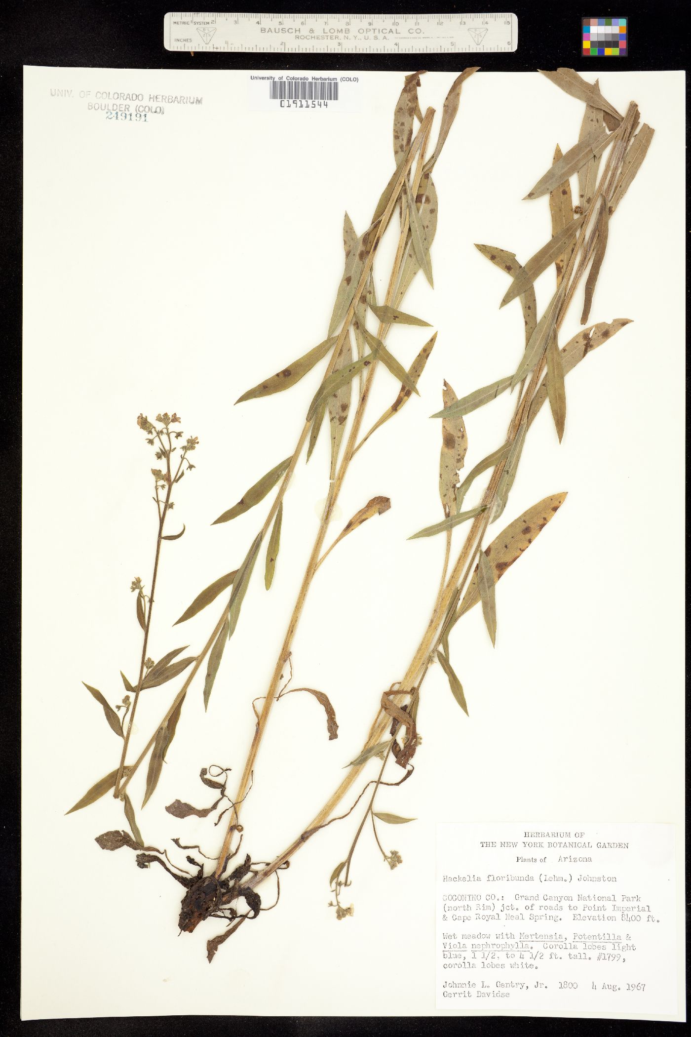Hackelia floribunda image