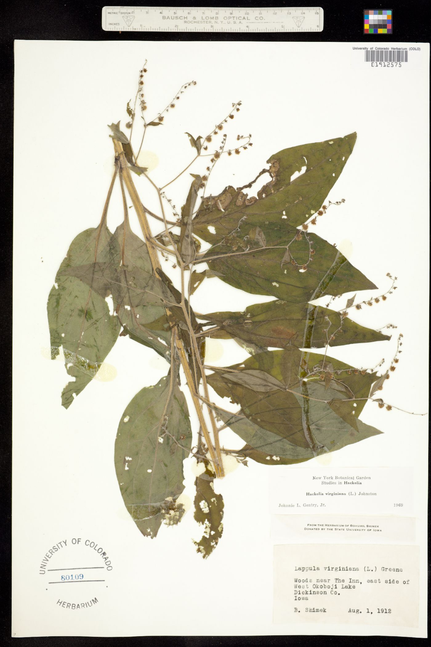 Hackelia virginiana image