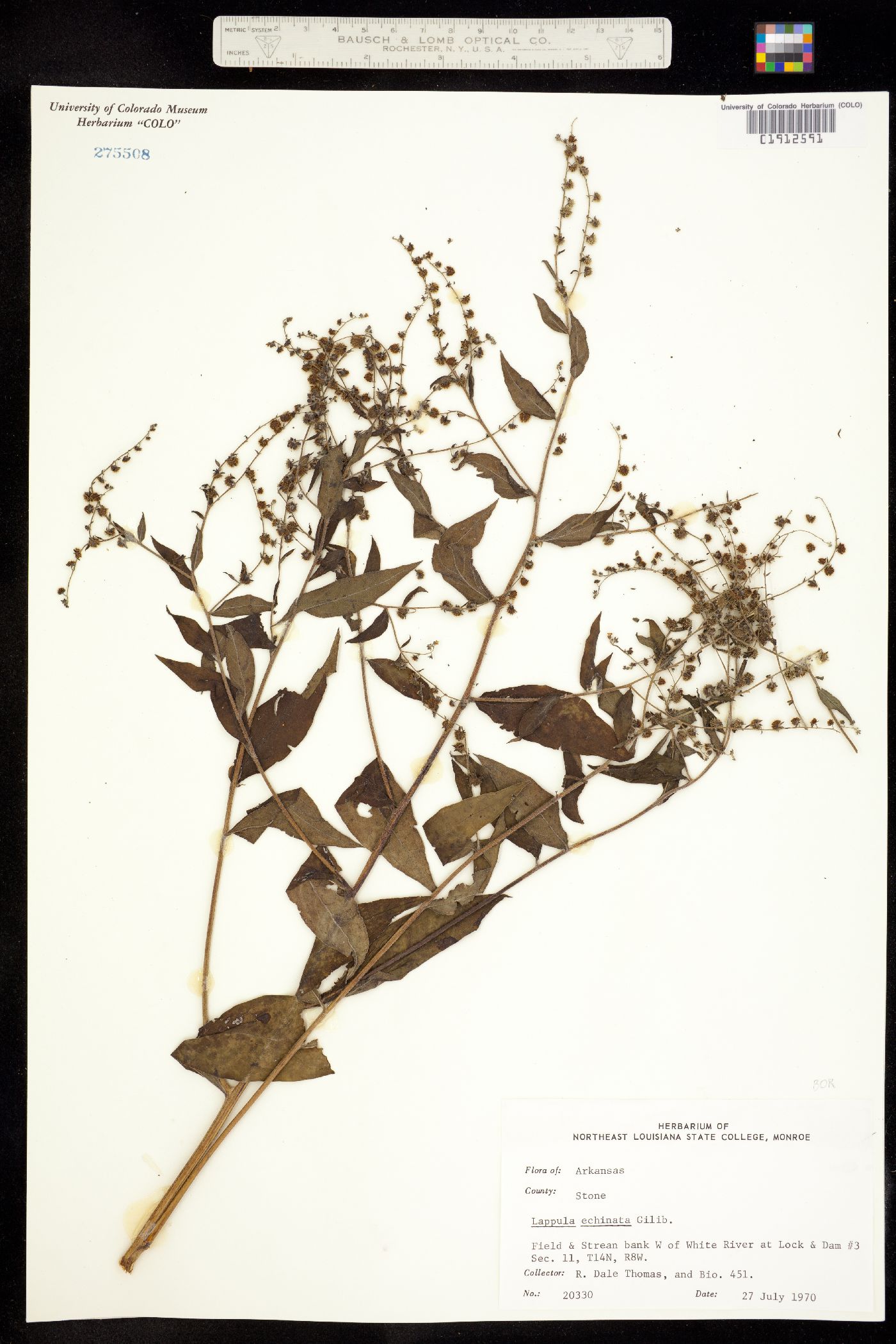 Hackelia virginiana image