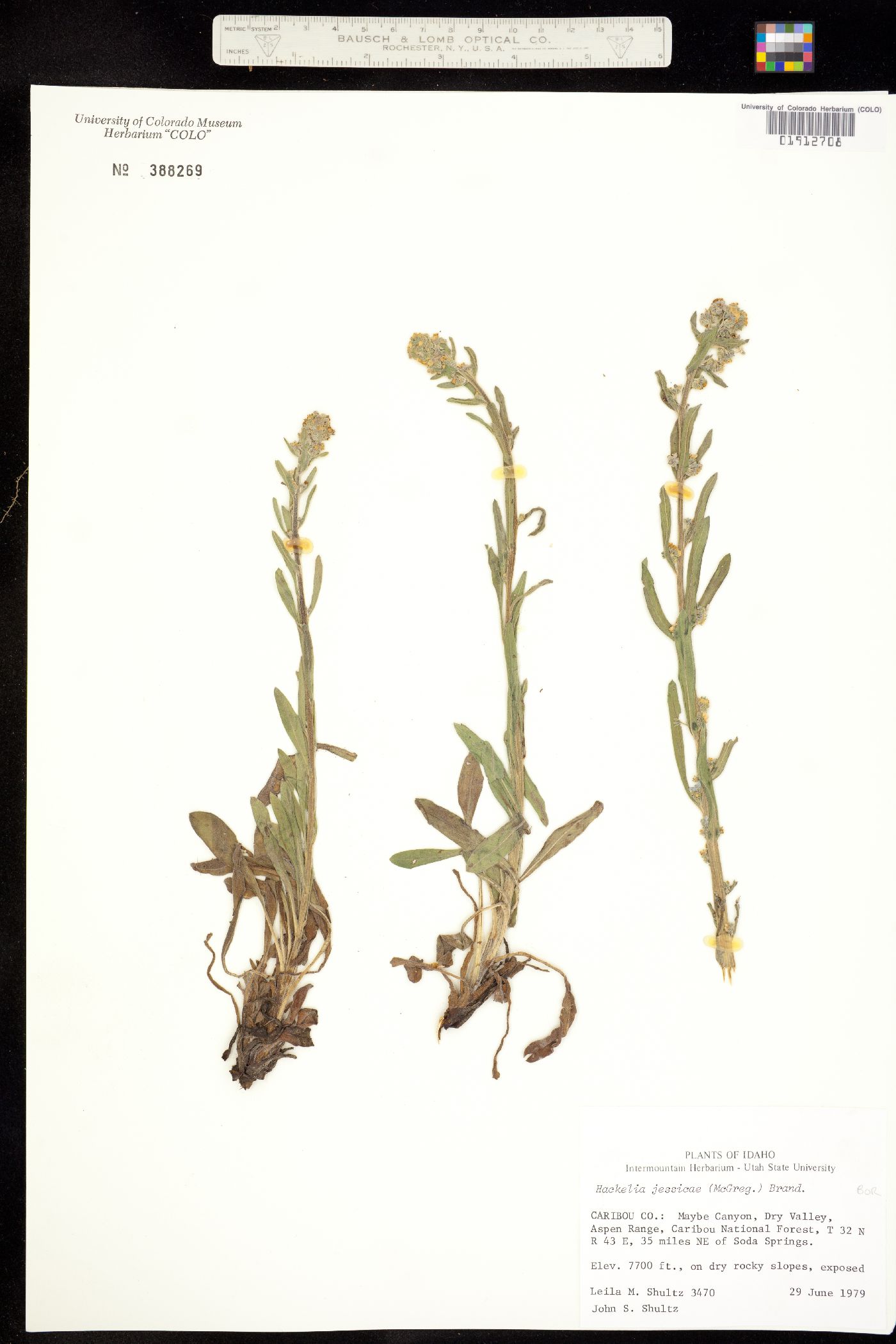 Hackelia micrantha image