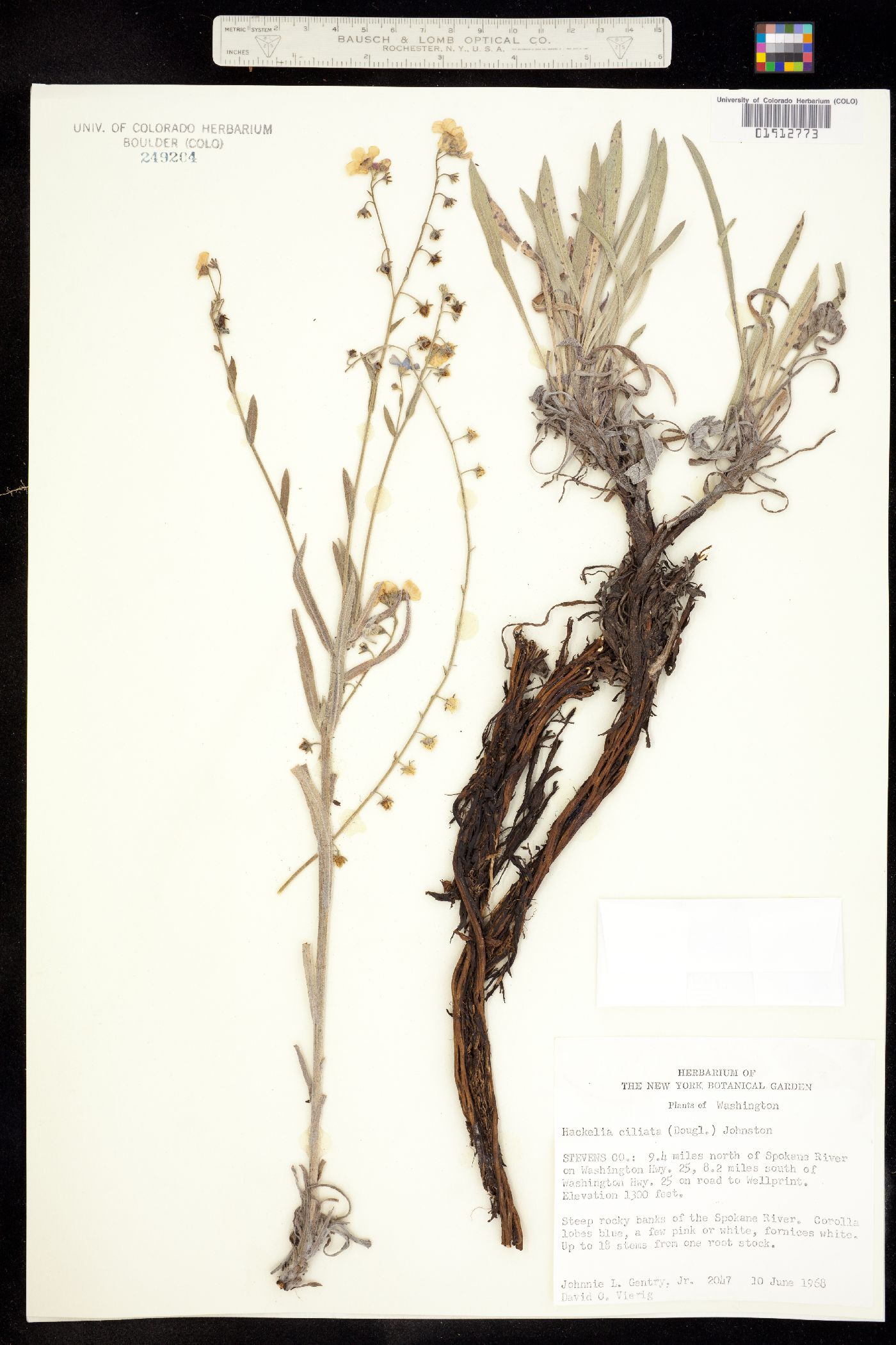 Hackelia ciliata image