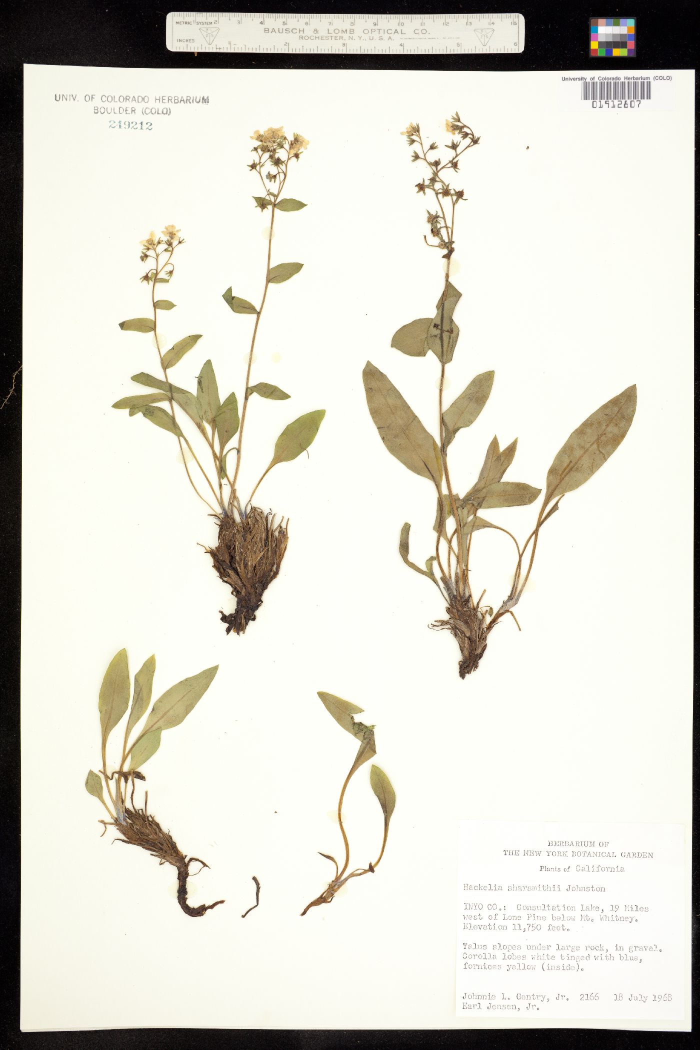 Hackelia sharsmithii image