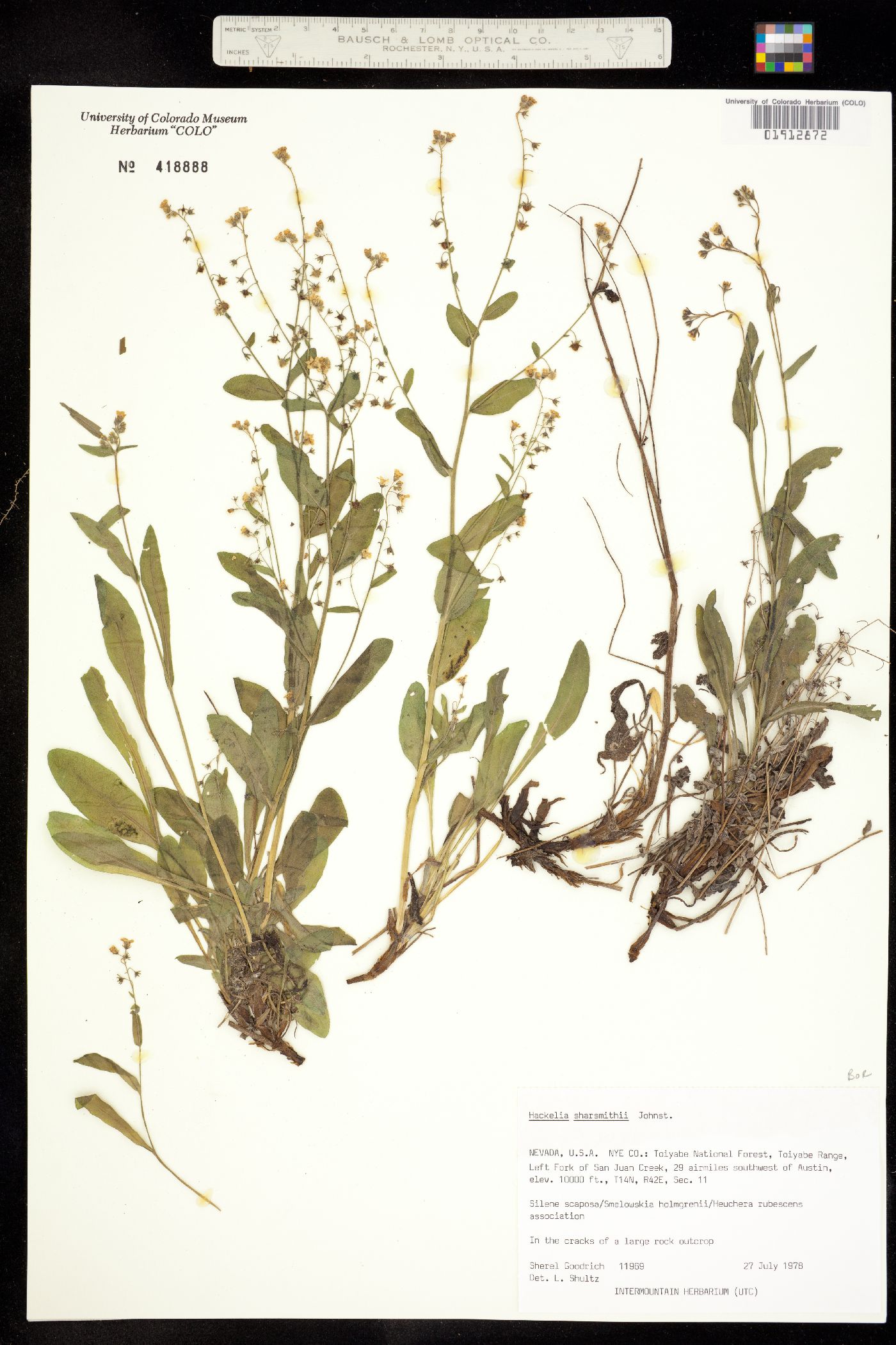 Hackelia sharsmithii image