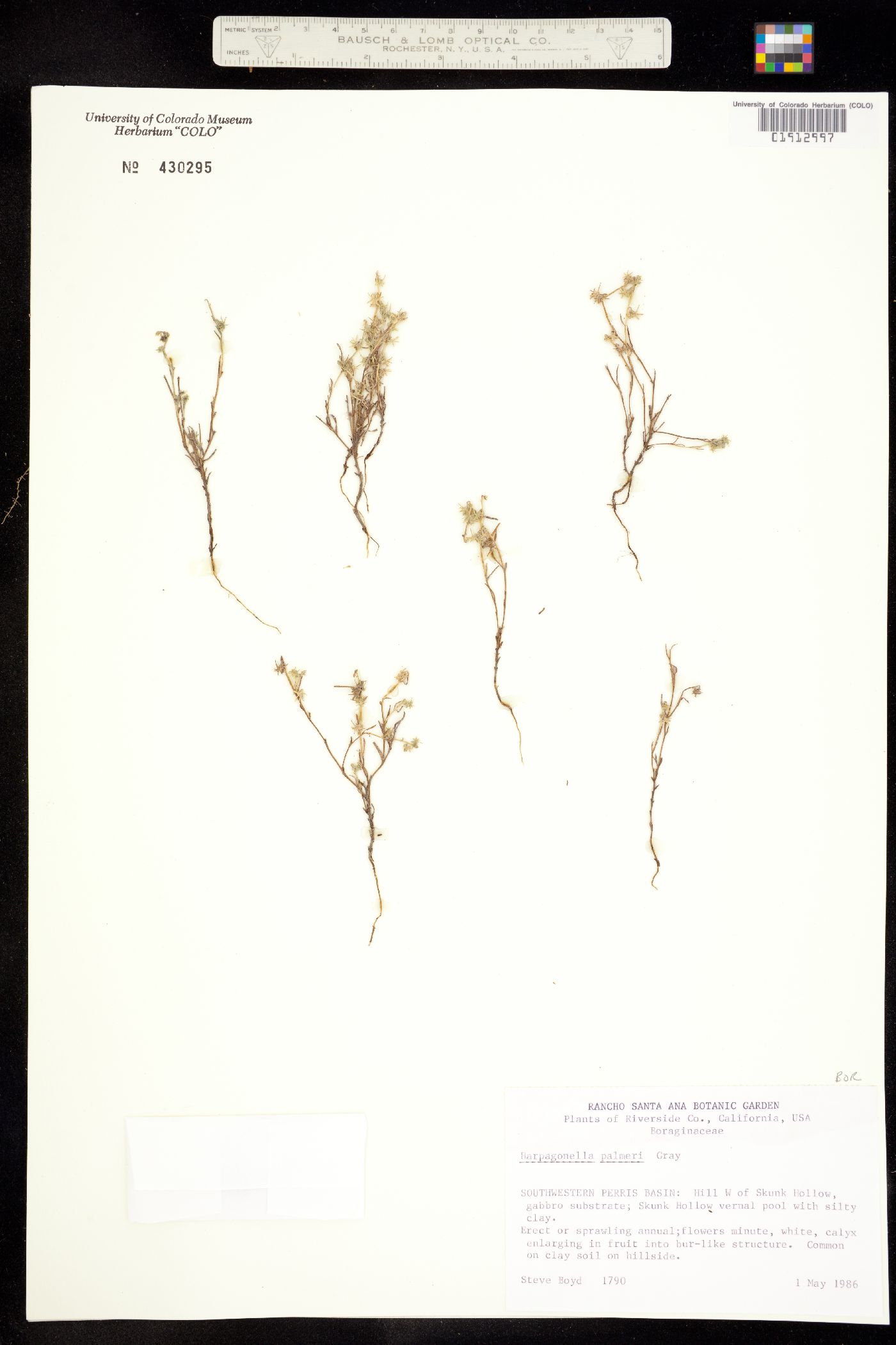 Harpagonella palmeri image