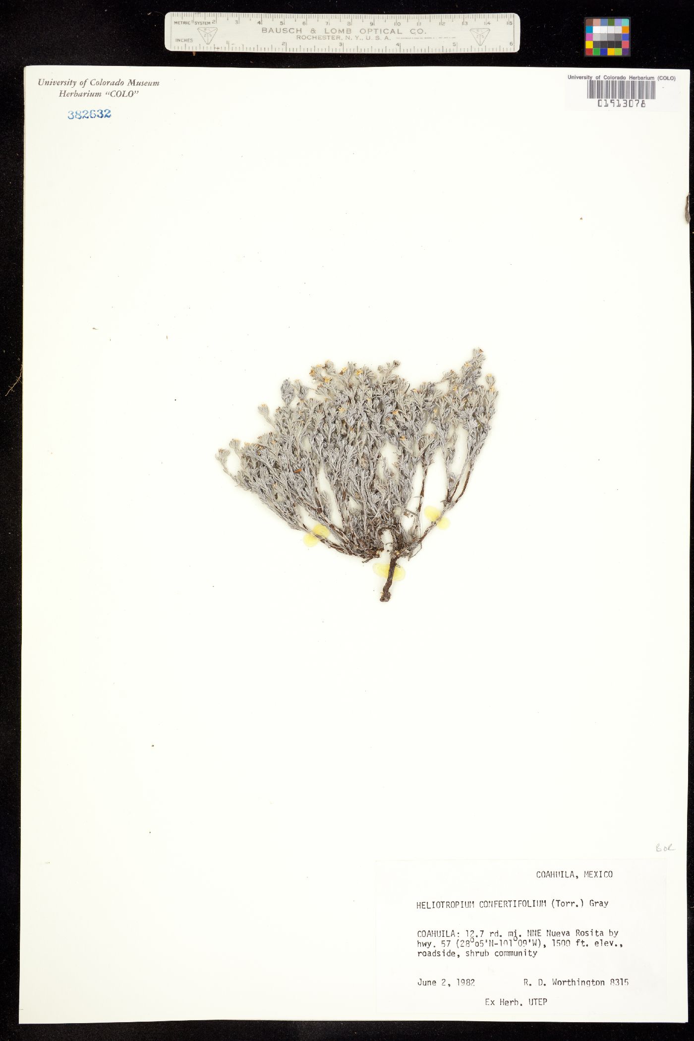 Heliotropium confertifolium image