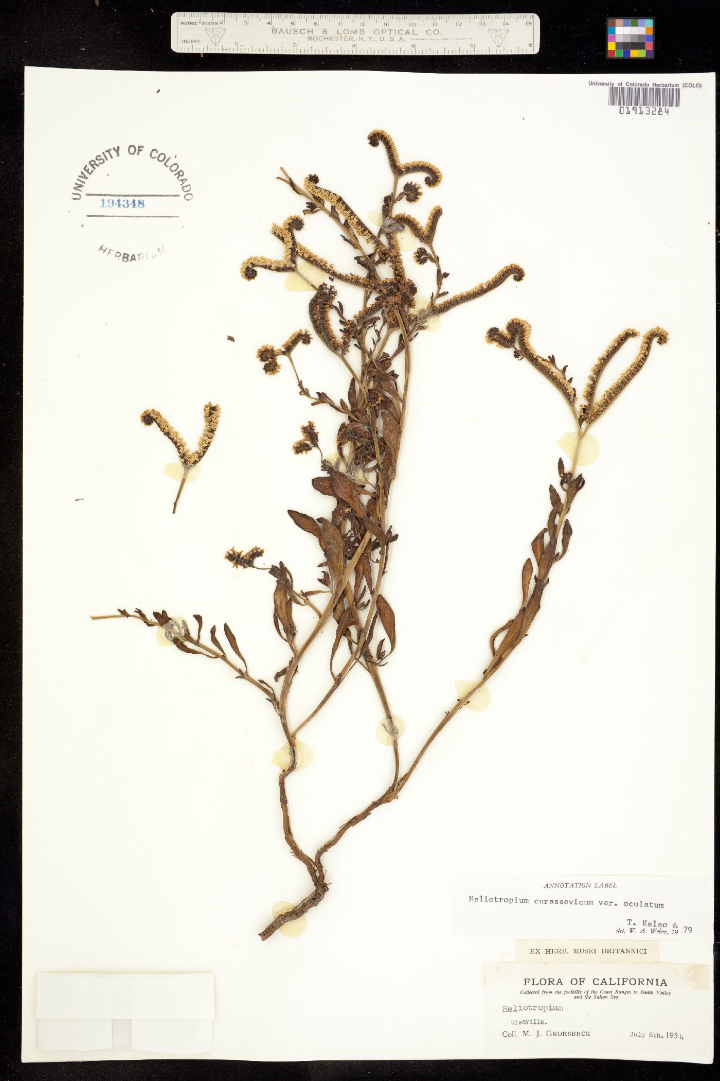 Heliotropium image