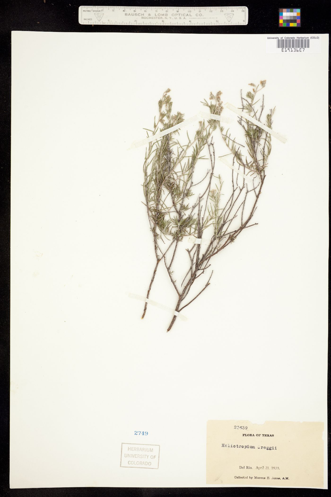 Heliotropium greggii image