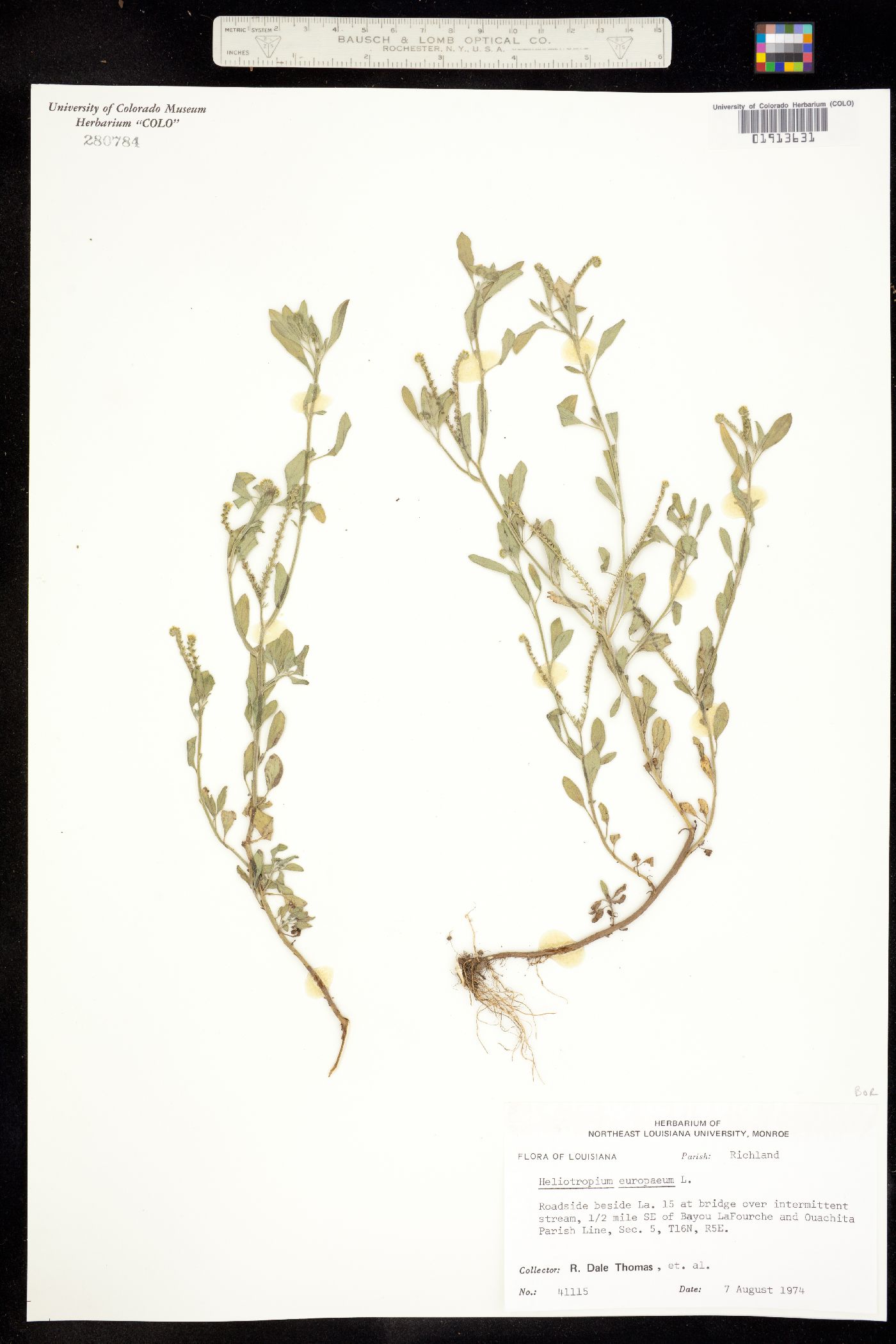 Heliotropium europaeum image