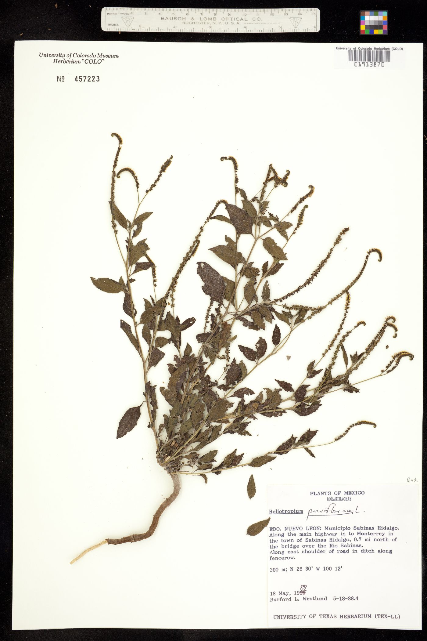 Heliotropium angiospermum image