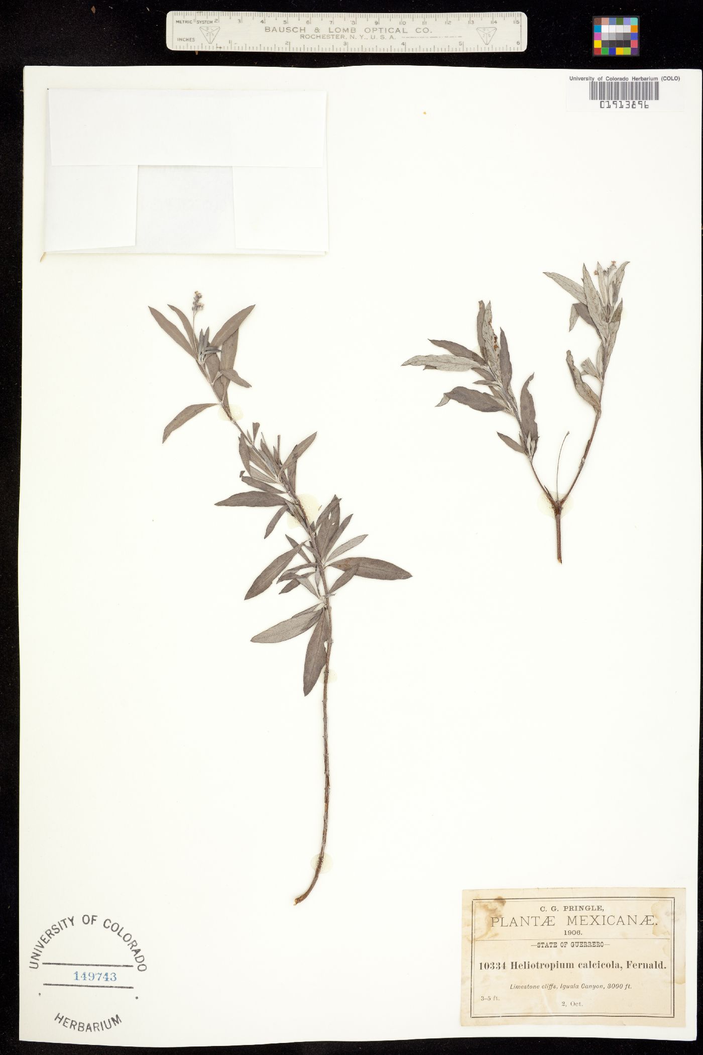 Heliotropium calcicola image