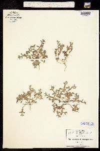 Euploca fruticosa image