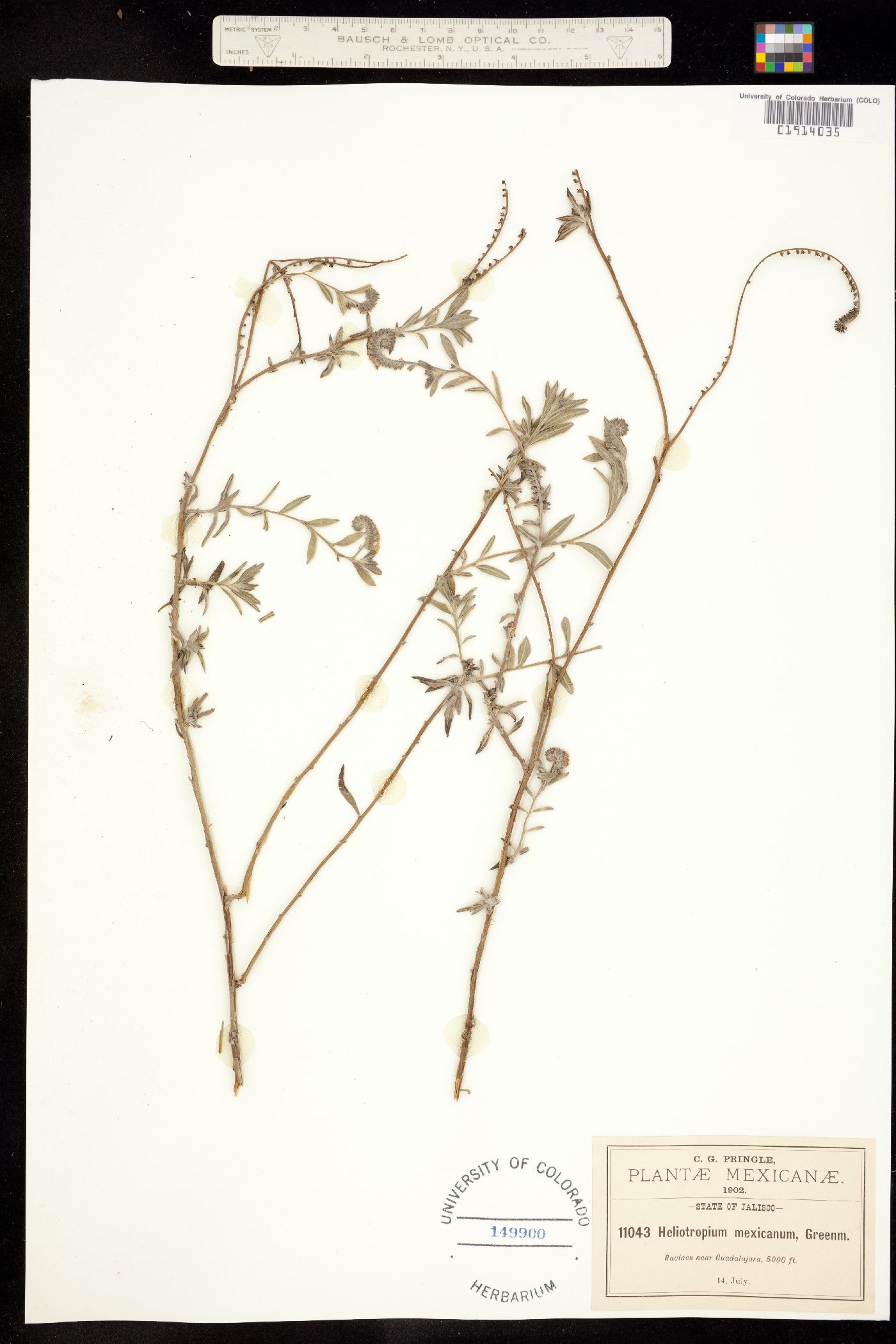 Heliotropium mexicanum image