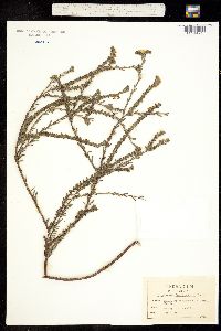 Image of Heliotropium polyphyllum