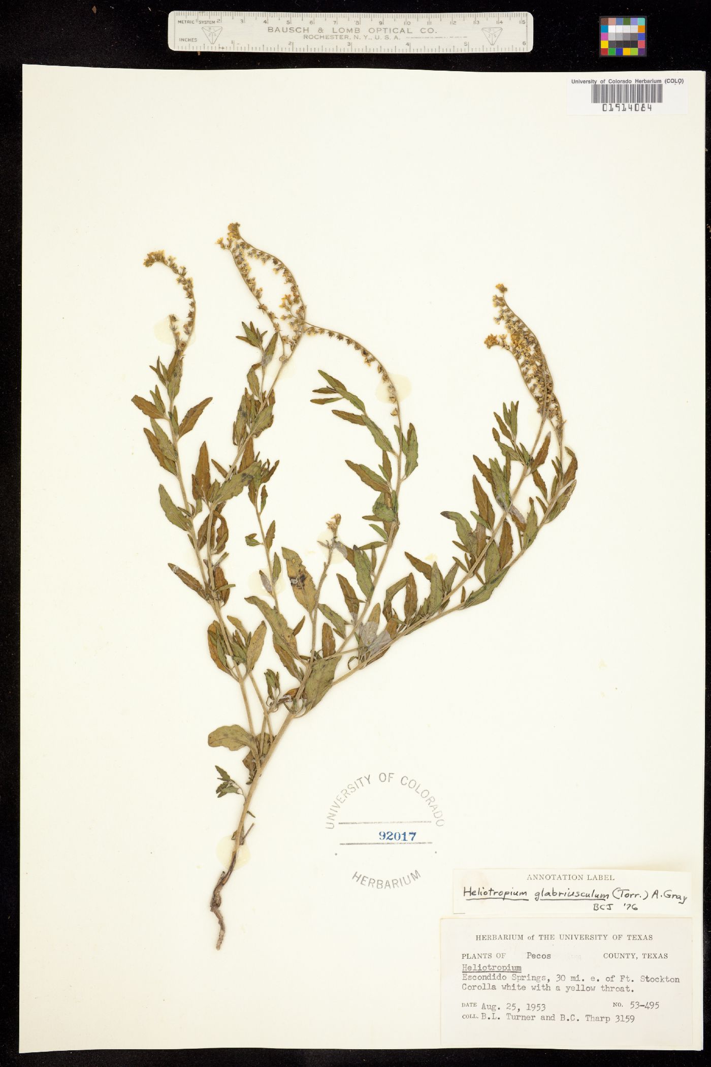 Heliotropium glabriusculum image