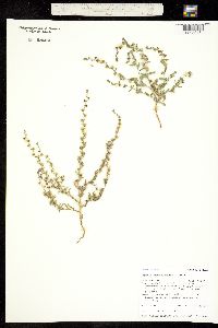Image of Lappula cenchrusoides