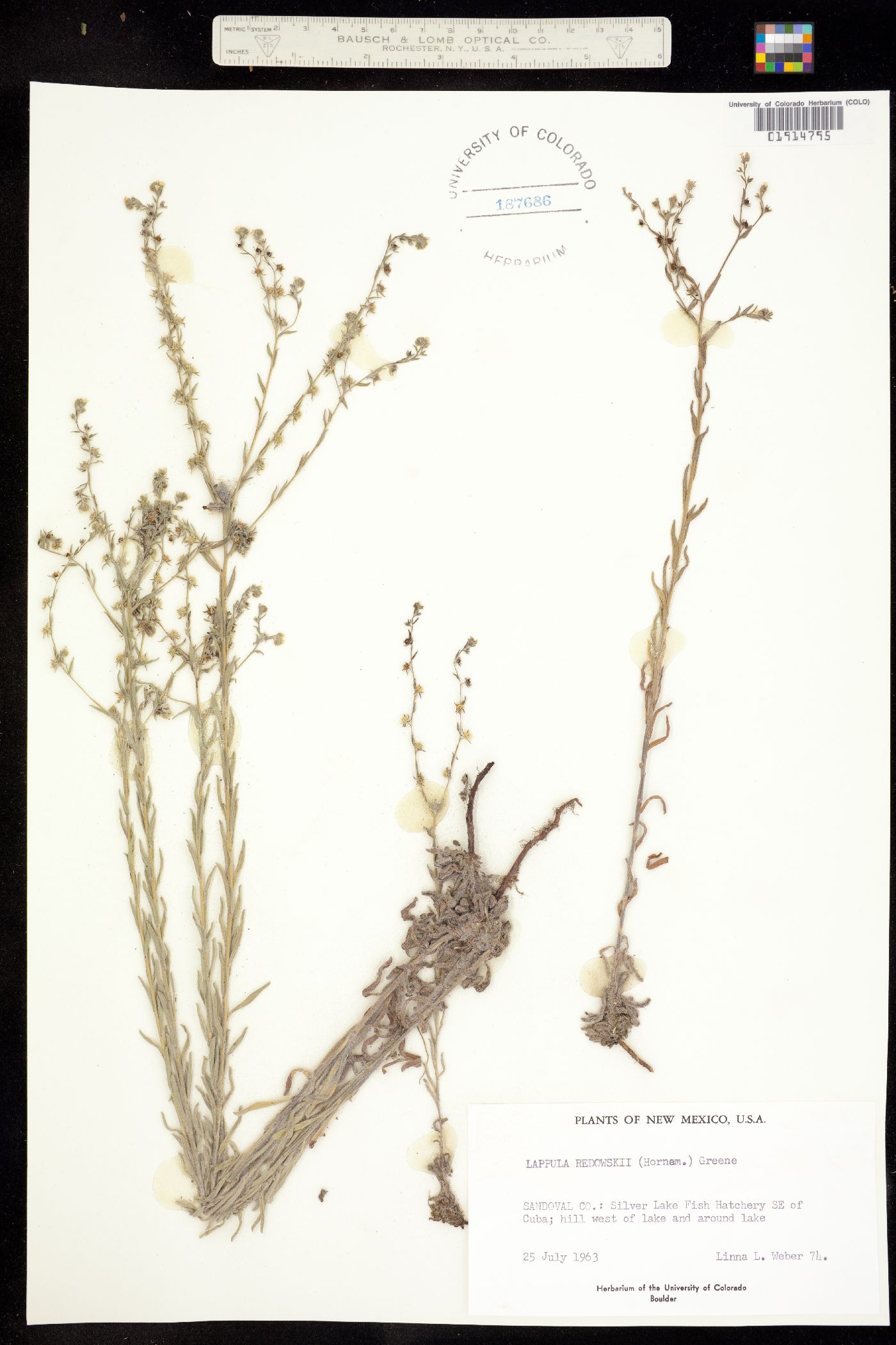 Lappula occidentalis image