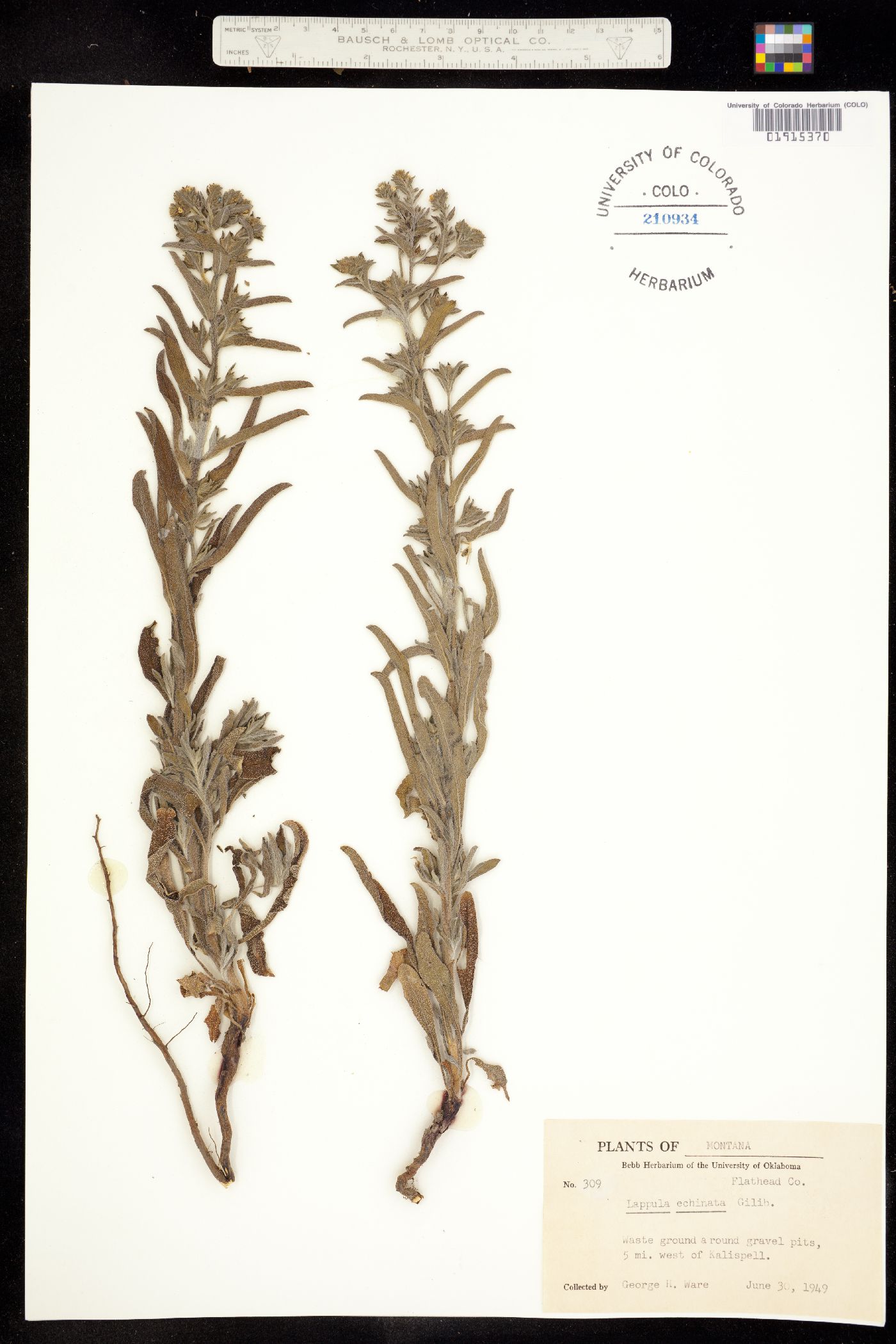 Lappula squarrosa image