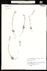 Image of Lappula occidentalis
