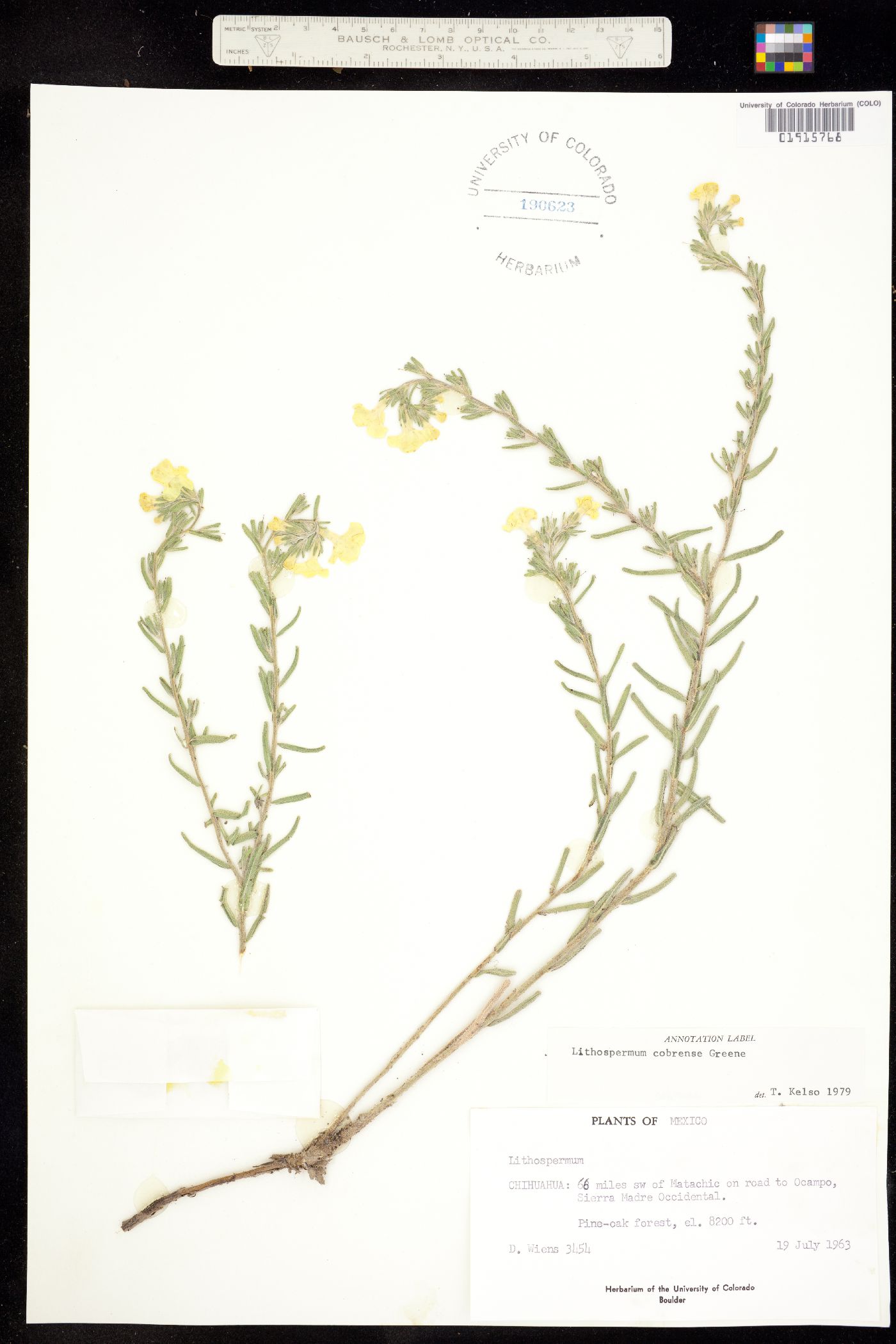 Lithospermum cobrense image
