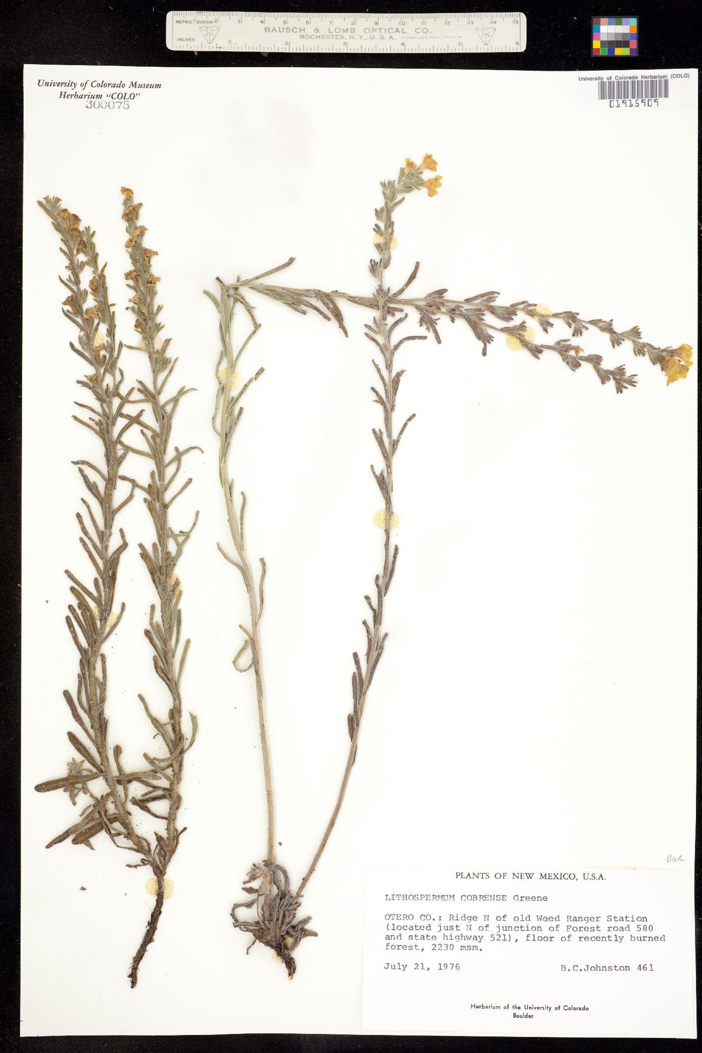 Lithospermum cobrense image