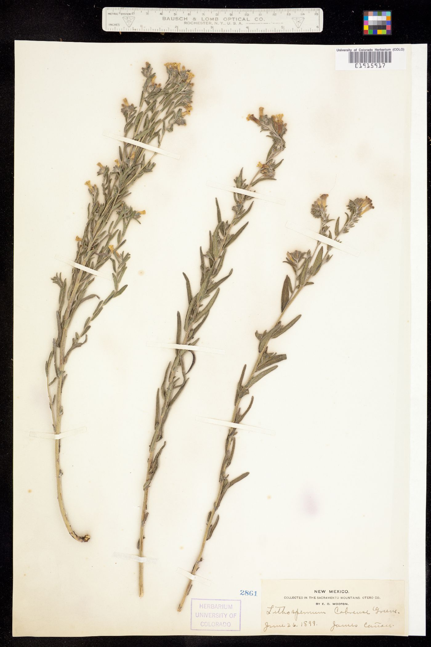 Lithospermum cobrense image