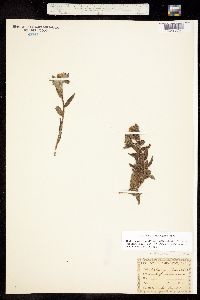 Lithospermum gmelini image