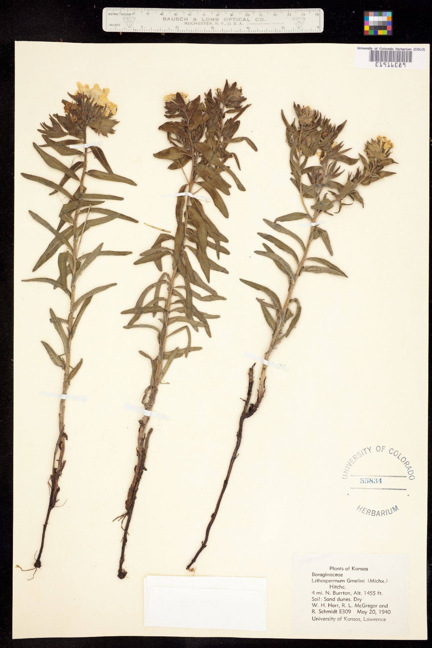 Lithospermum caroliniense var. caroliniense image