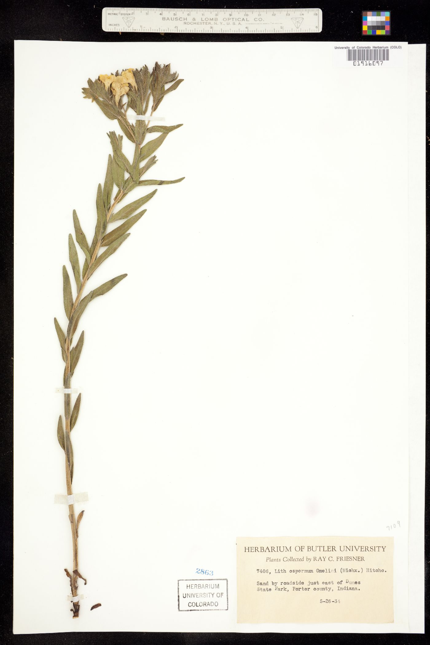 Lithospermum caroliniense var. caroliniense image