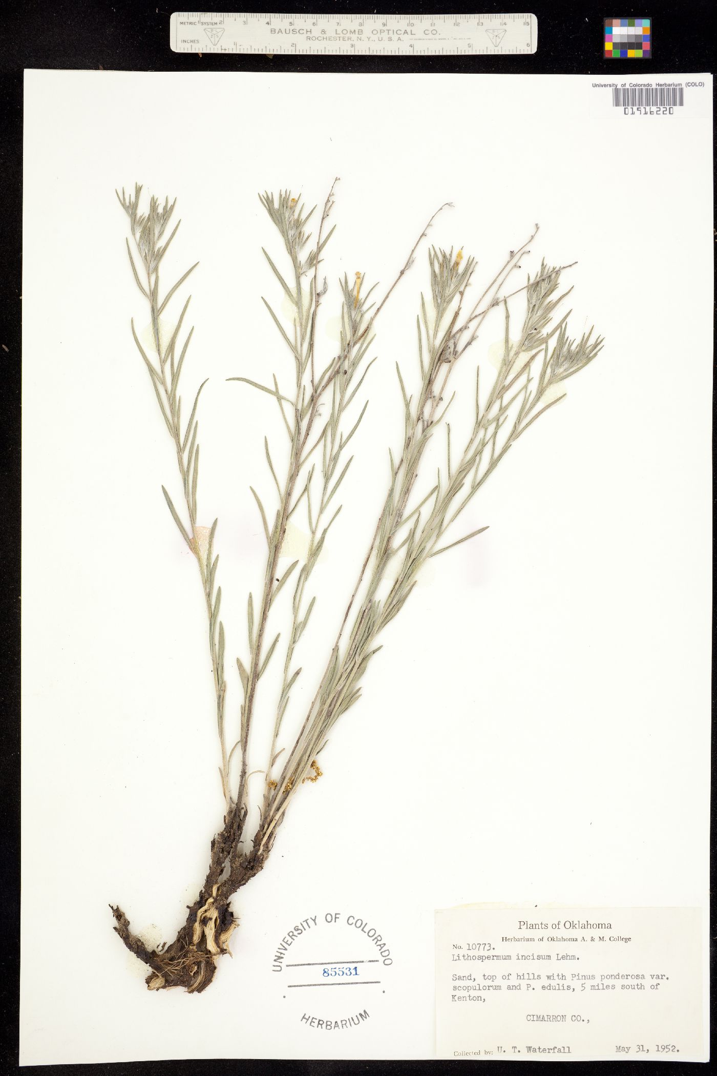 Lithospermum incisum image