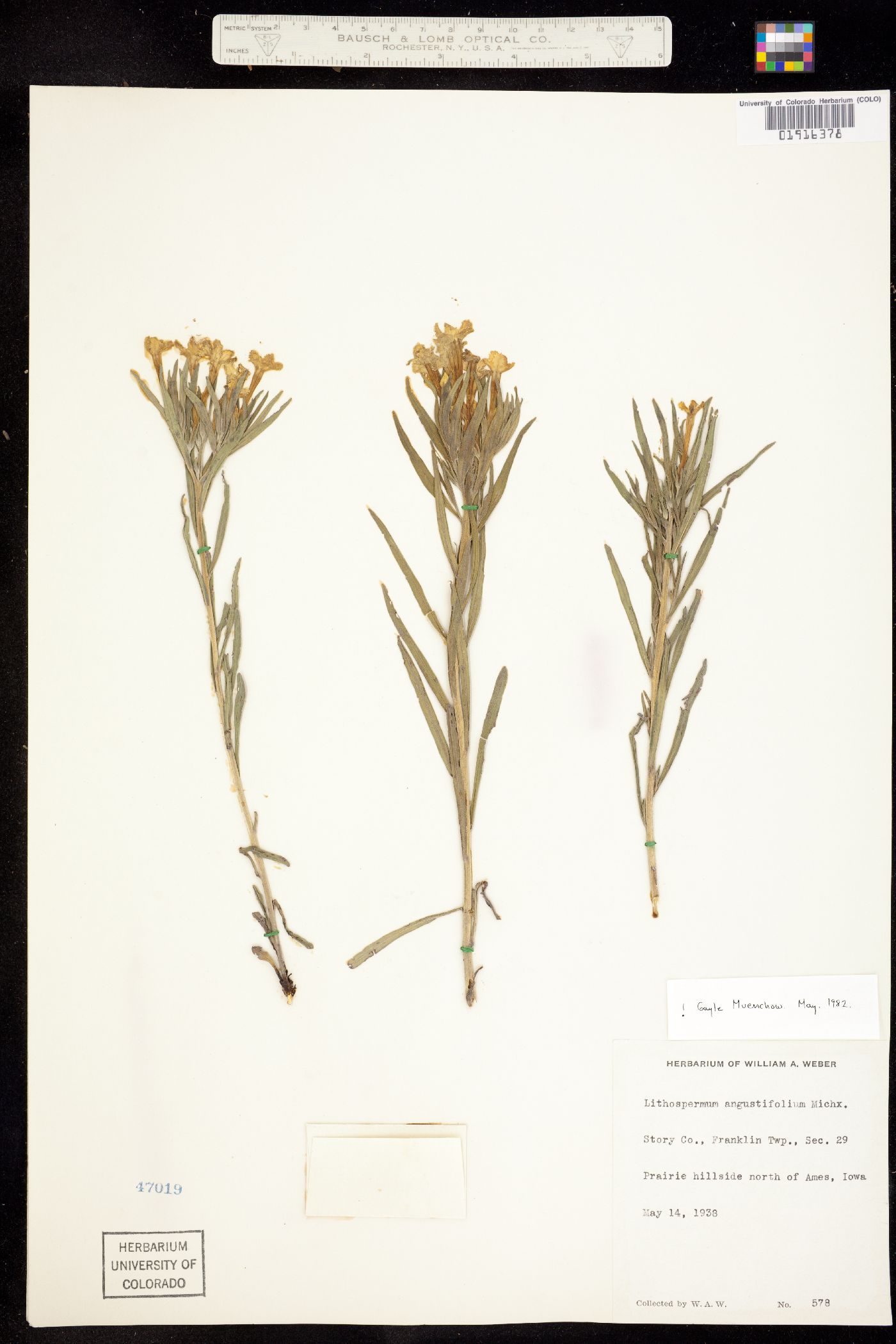 Lithospermum image