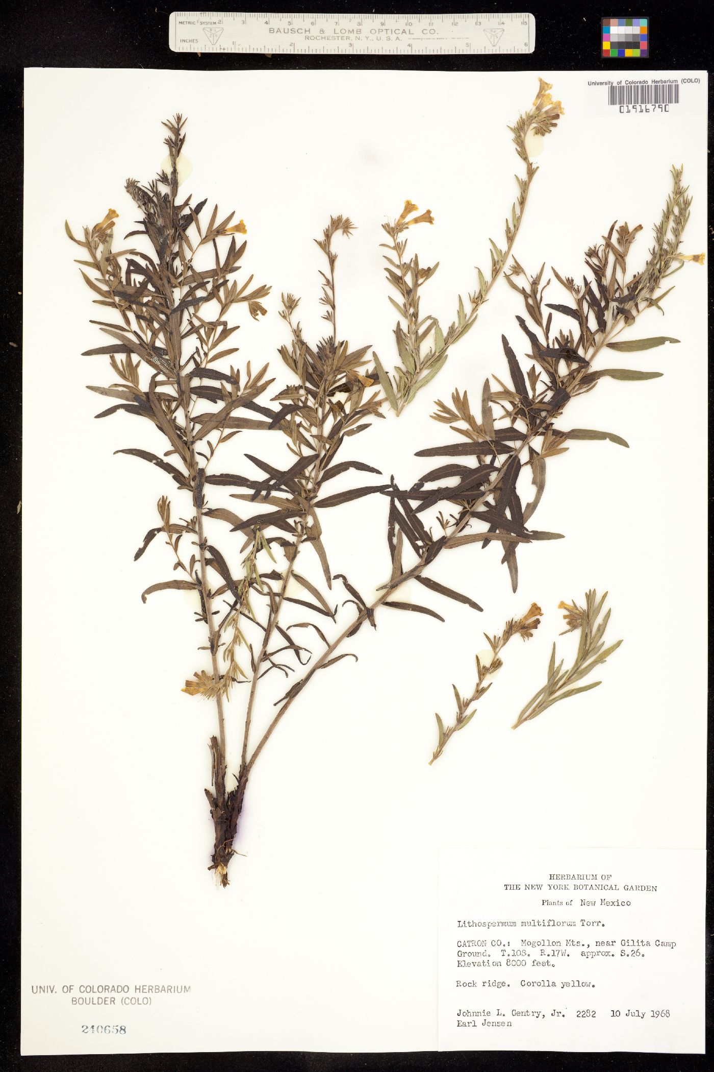 Lithospermum multiflorum image