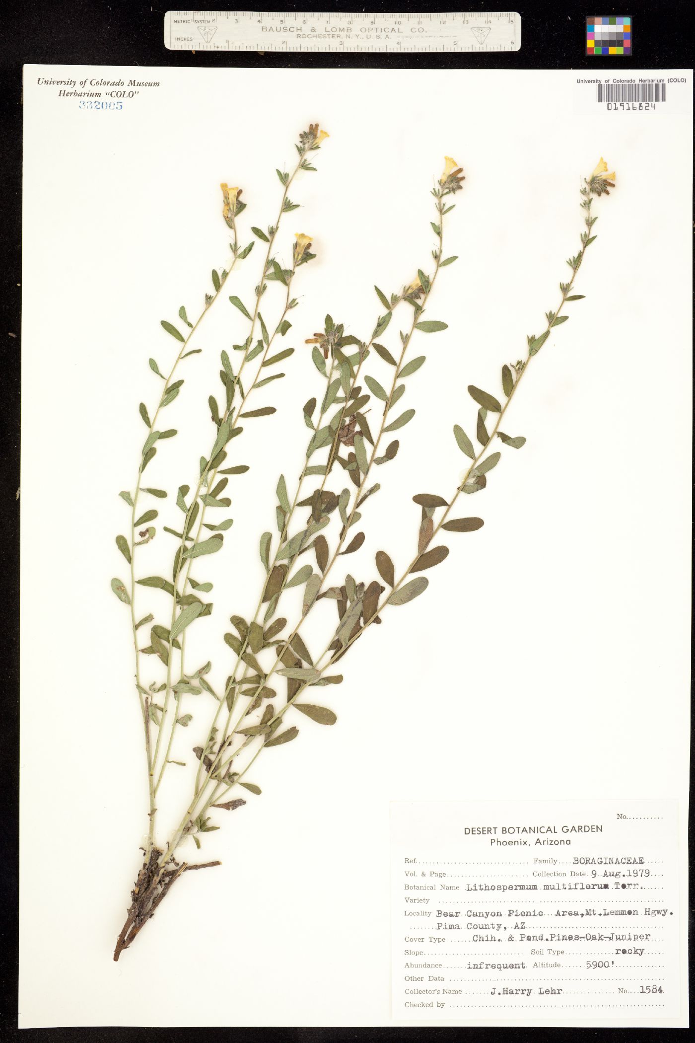 Lithospermum multiflorum image